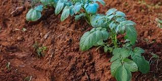 Γεωργικές Προειδοποιήσεις- Καλλιέργεια Πατάτας